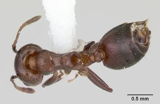Crematogaster dentata - CASENT0172819
