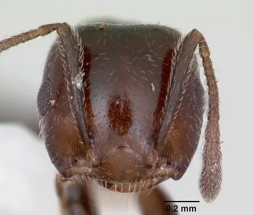 Crematogaster dentata - CASENT0172819