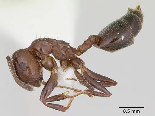 Crematogaster dentata - CASENT0172819