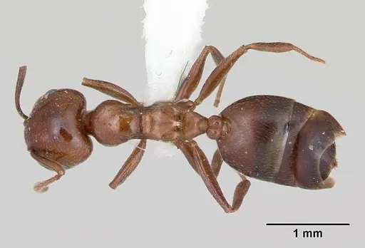 Crematogaster dentata - CASENT0172820