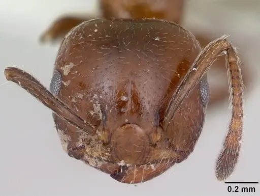 Crematogaster dentata - CASENT0172820