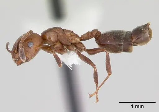 Crematogaster dentata - CASENT0172820
