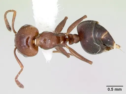Crematogaster dentata - CASENT0172821
