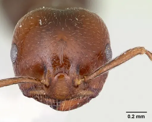 Crematogaster dentata - CASENT0172821
