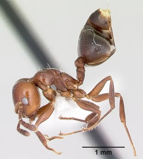 Crematogaster dentata - CASENT0172821