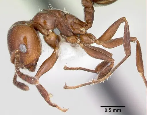 Crematogaster dentata - CASENT0172821
