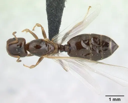 Crematogaster dentata - CASENT0178195