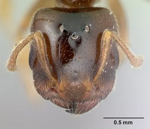 Crematogaster dentata - CASENT0178195