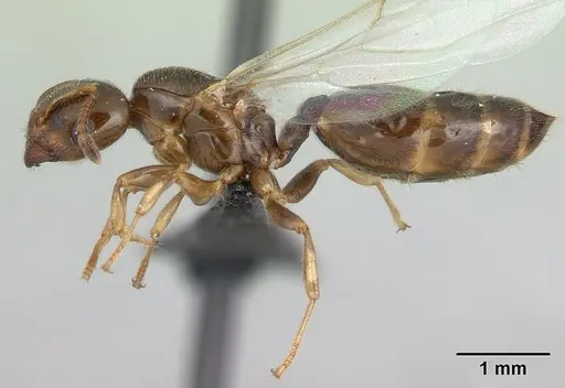 Crematogaster dentata - CASENT0178195