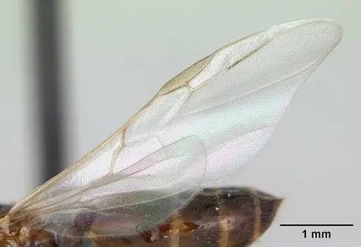 Crematogaster dentata - CASENT0178195