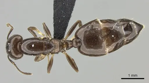 Crematogaster dentata - CASENT0442879