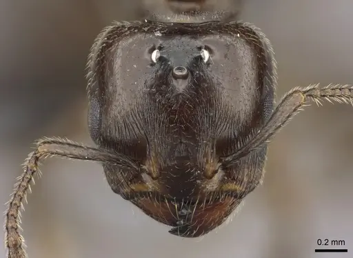 Crematogaster dentata - CASENT0442879