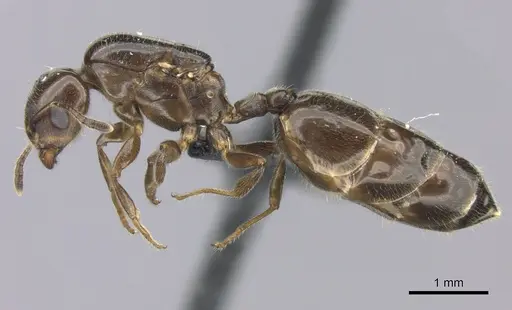Crematogaster dentata - CASENT0442879
