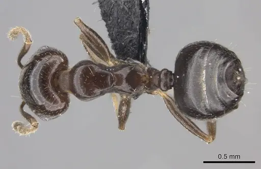 Crematogaster dentata - CASENT0443123