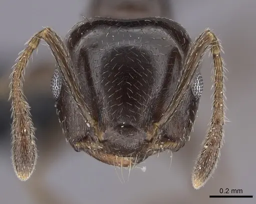 Crematogaster dentata - CASENT0443123