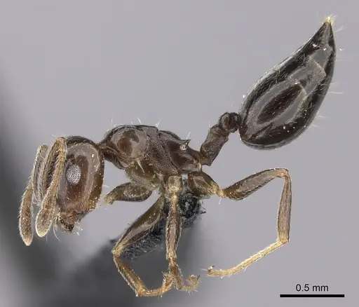 Crematogaster dentata - CASENT0443123