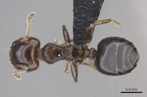 Crematogaster dentata - CASENT0443126