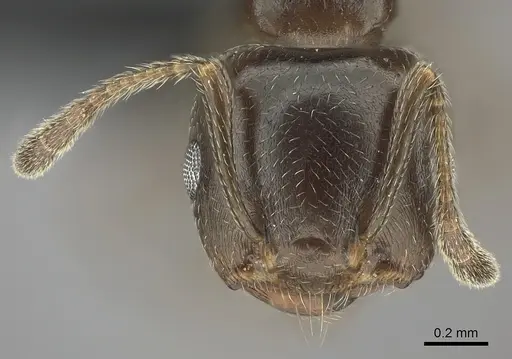 Crematogaster dentata - CASENT0443126