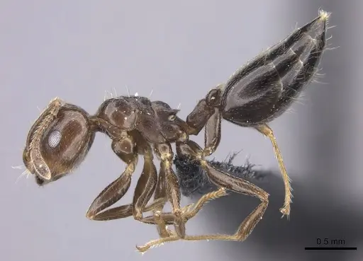 Crematogaster dentata - CASENT0443126