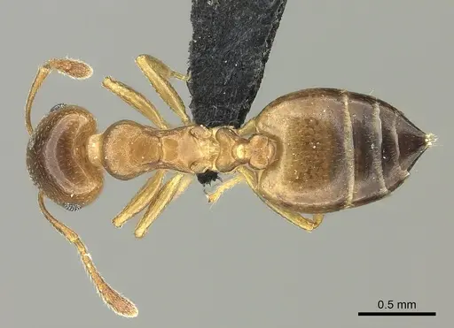 Crematogaster dentata - CASENT0453559