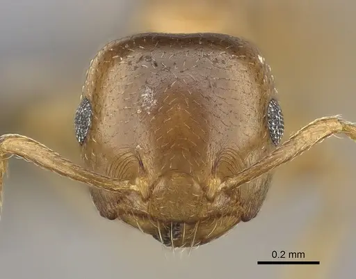 Crematogaster dentata - CASENT0453559