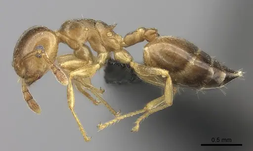 Crematogaster dentata - CASENT0453559