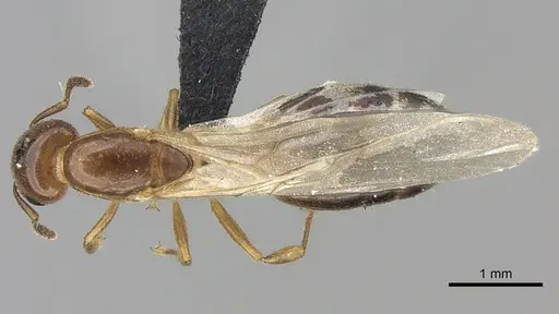 Crematogaster dentata - CASENT0453568