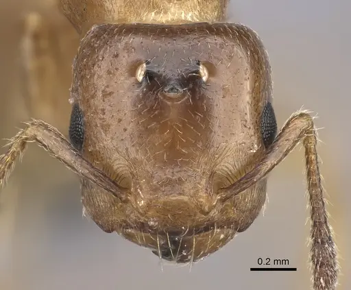 Crematogaster dentata - CASENT0453568