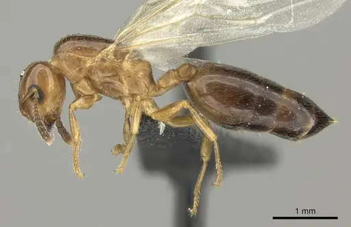 Crematogaster dentata - CASENT0453568