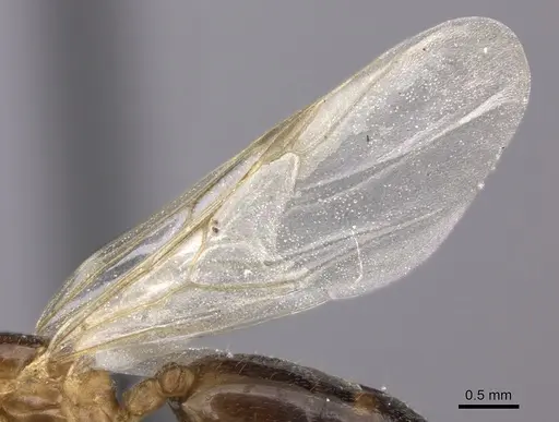 Crematogaster dentata - CASENT0453568