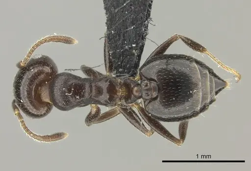Crematogaster dentata - CASENT0456641