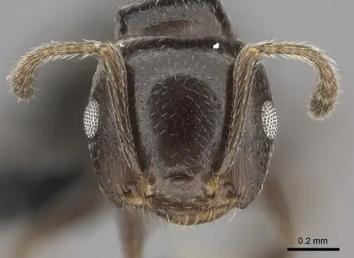 Crematogaster dentata - CASENT0456641