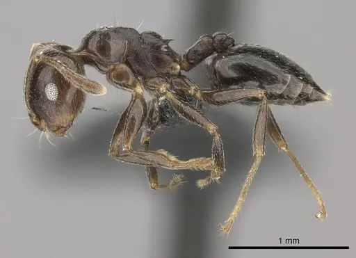 Crematogaster dentata - CASENT0456641