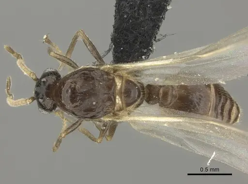 Crematogaster dentata - CASENT0456644