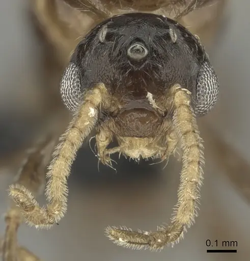 Crematogaster dentata - CASENT0456644