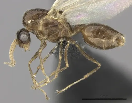 Crematogaster dentata - CASENT0456644