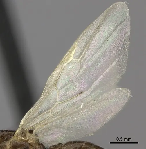 Crematogaster dentata - CASENT0456644