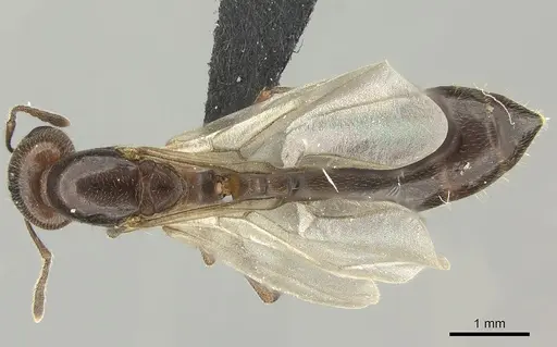Crematogaster dentata - CASENT0484928