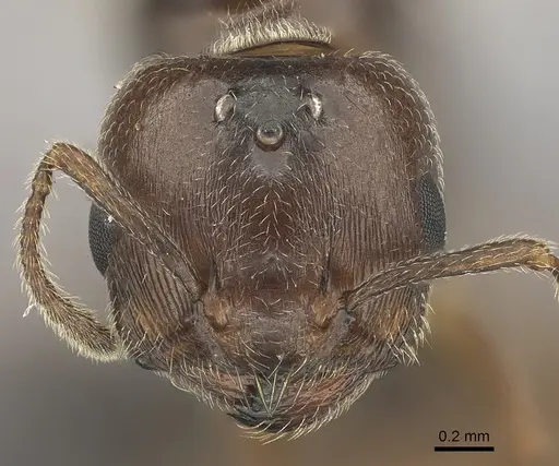 Crematogaster dentata - CASENT0484928