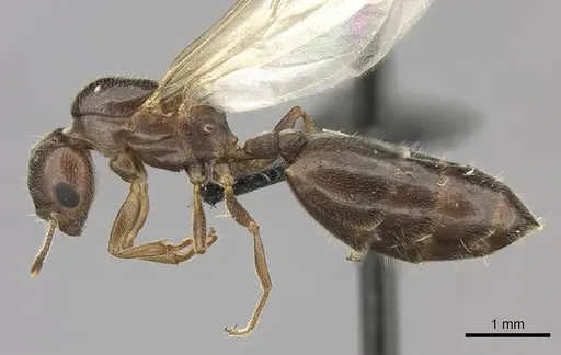 Crematogaster dentata - CASENT0484928