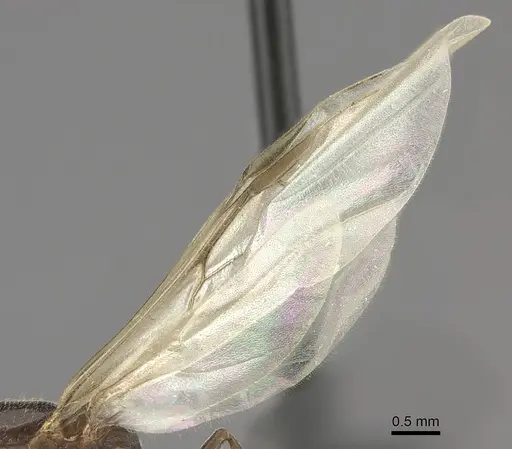 Crematogaster dentata - CASENT0484928