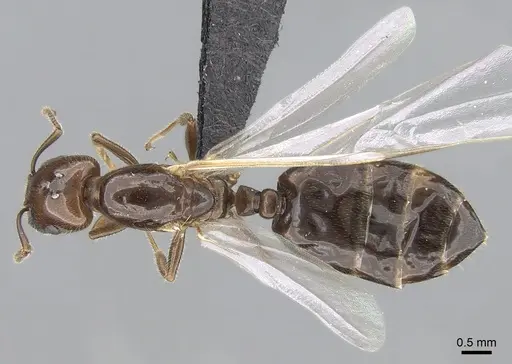 Crematogaster dentata - CASENT0484998
