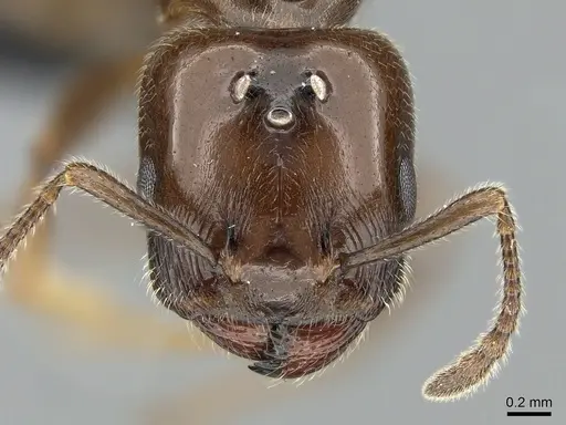 Crematogaster dentata - CASENT0484998