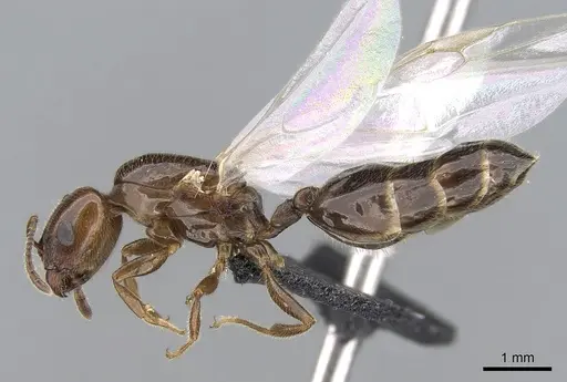 Crematogaster dentata - CASENT0484998