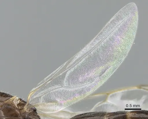 Crematogaster dentata - CASENT0484998