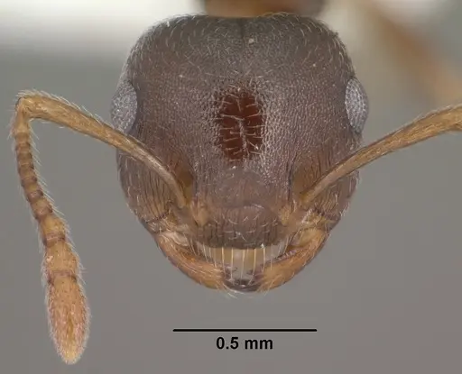 Crematogaster dentinodis specimen