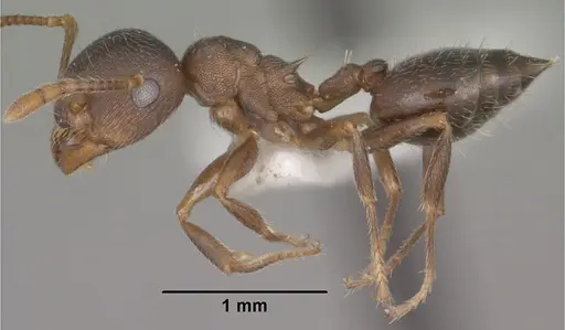 Crematogaster dentinodis specimen