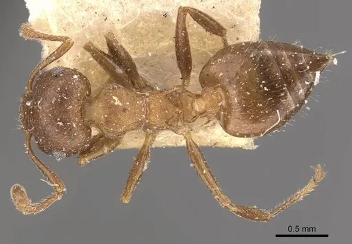 Crematogaster dentinodis - CASENT0908467
