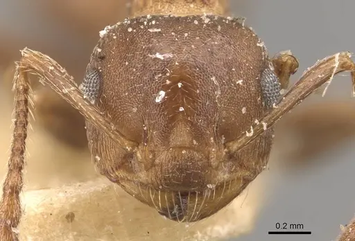 Crematogaster dentinodis - CASENT0908467