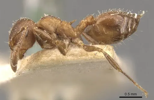Crematogaster dentinodis - CASENT0908467